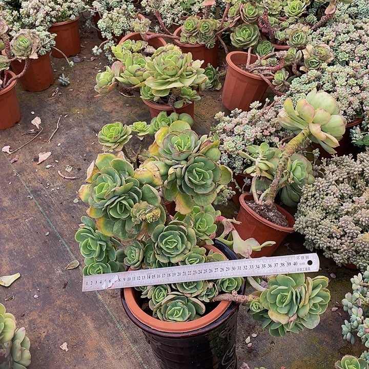 鸡蛋碧桃微冻伤29.8老桩多肉