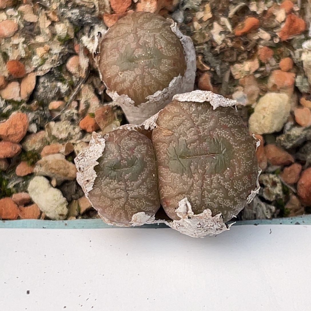 30-159送奶杂多肉植物