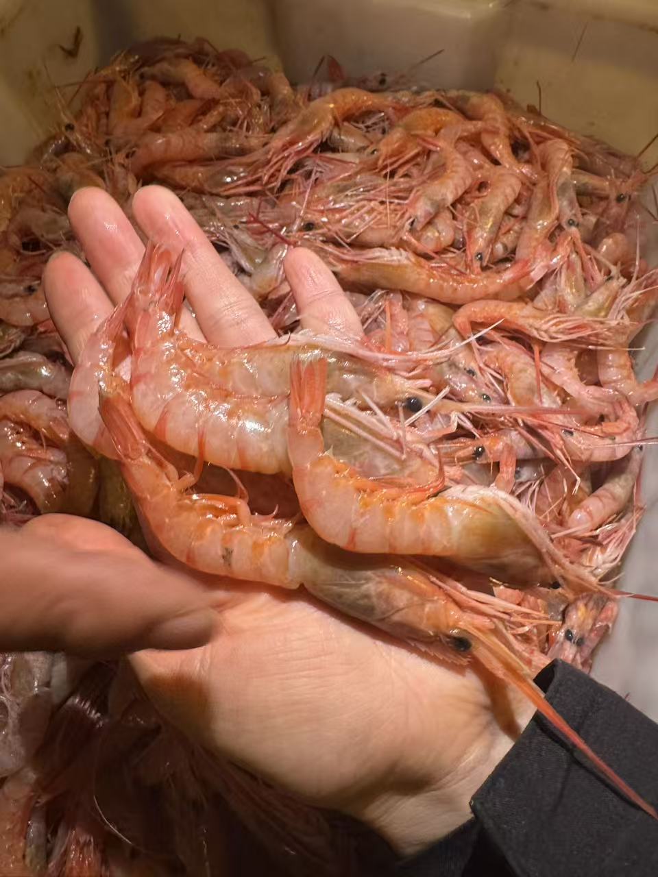 【红虾】新鲜顺丰包邮