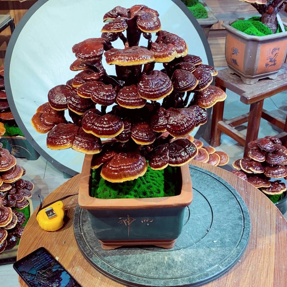 涛**旧发财树的发财树的