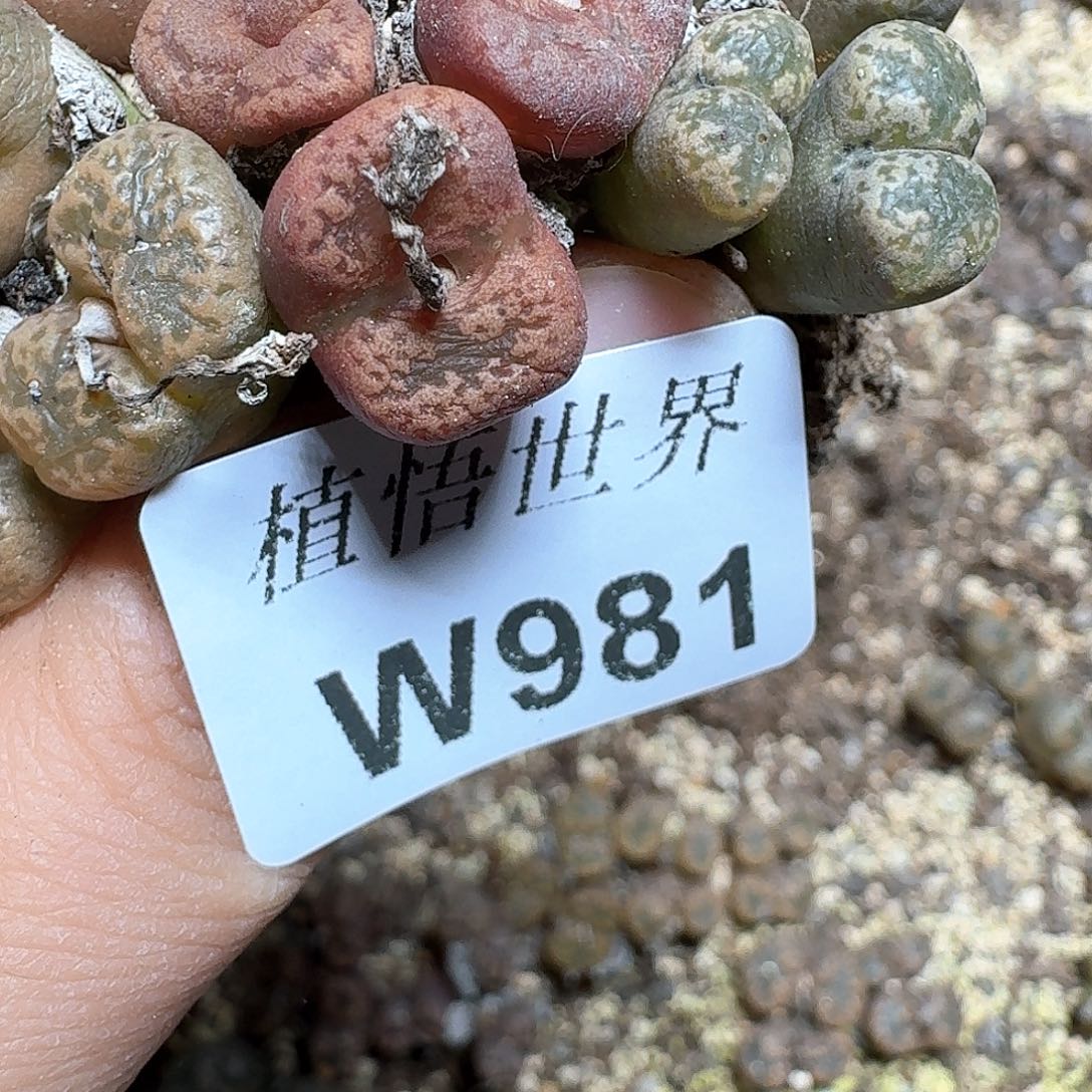 981号的哇哇发v多肉植物哇v