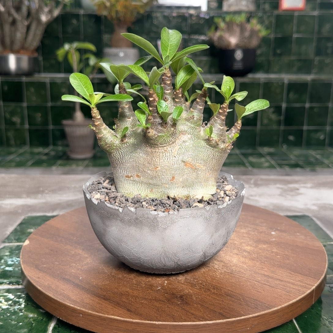 哥斯拉沙漠玫瑰一物一拍