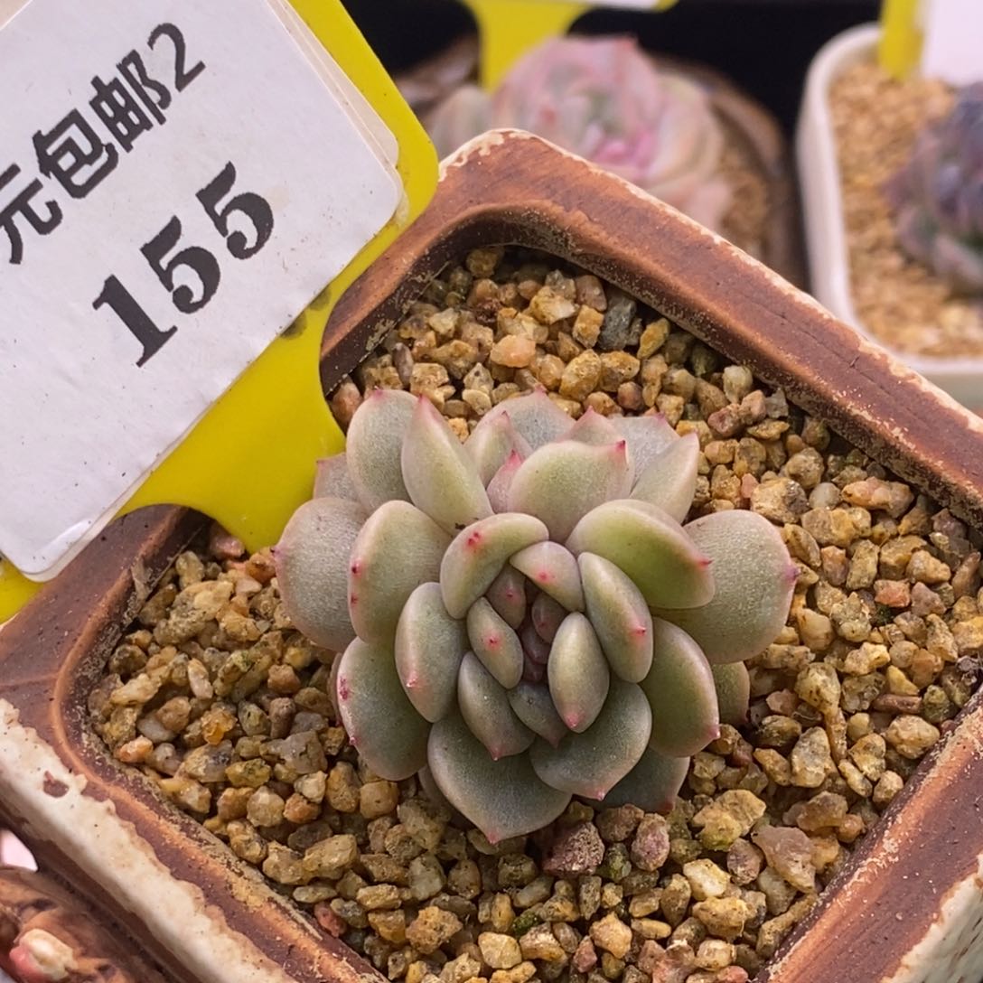 2155红恋缀多肉植物