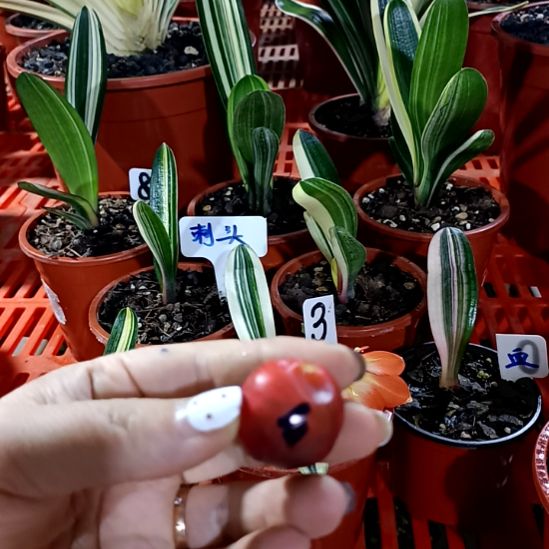 我***k君子兰一物一拍谢谢