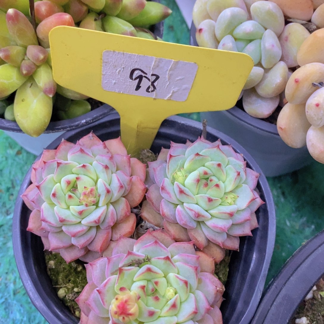 多肉植物，一物一拍，第5场