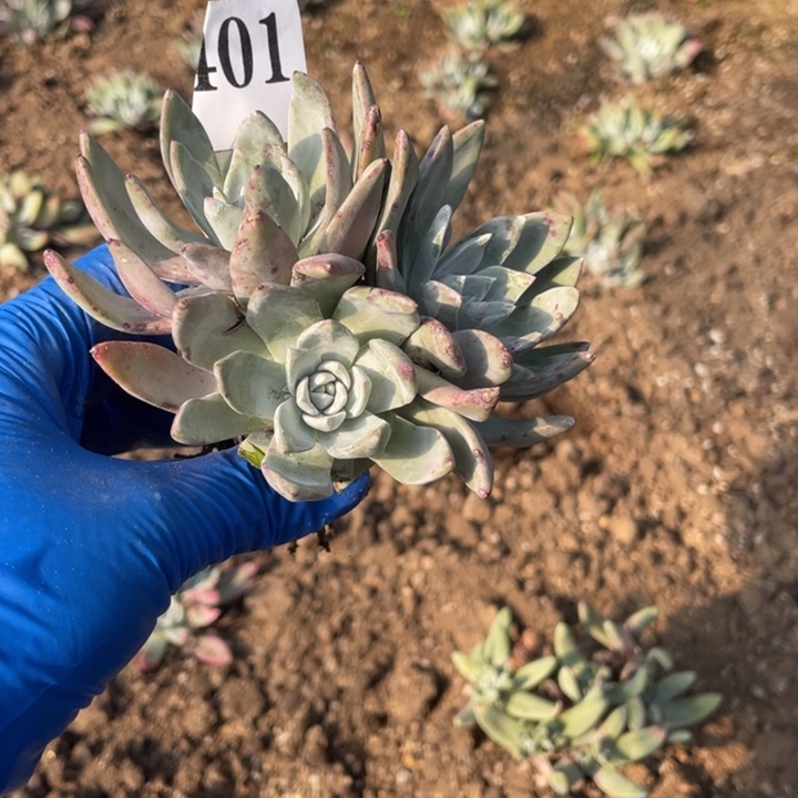 一***茶401号泡芙苹果叶杂交多肉