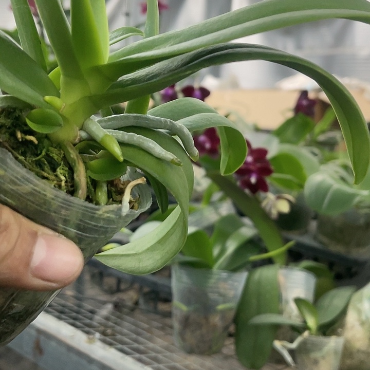 盈***筑当前无花栽培后可以开花红猫