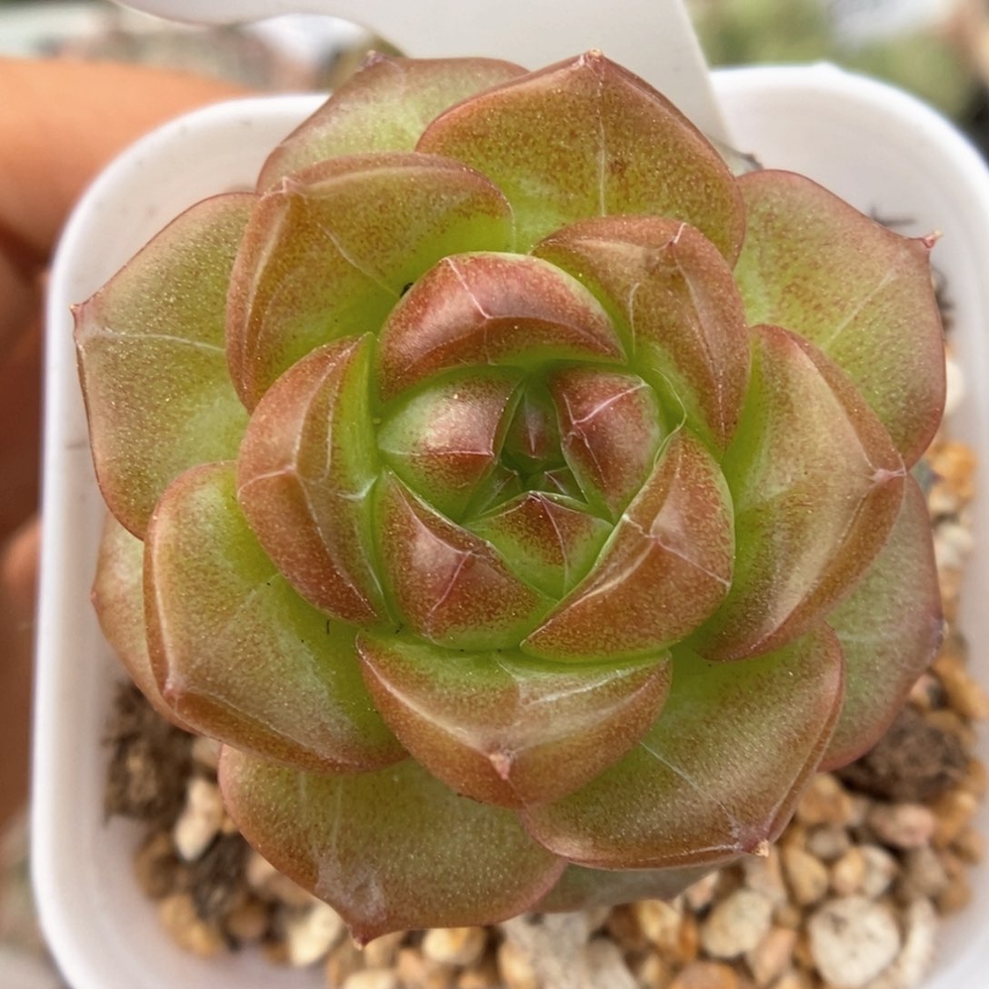 绿葡萄可拍449号。