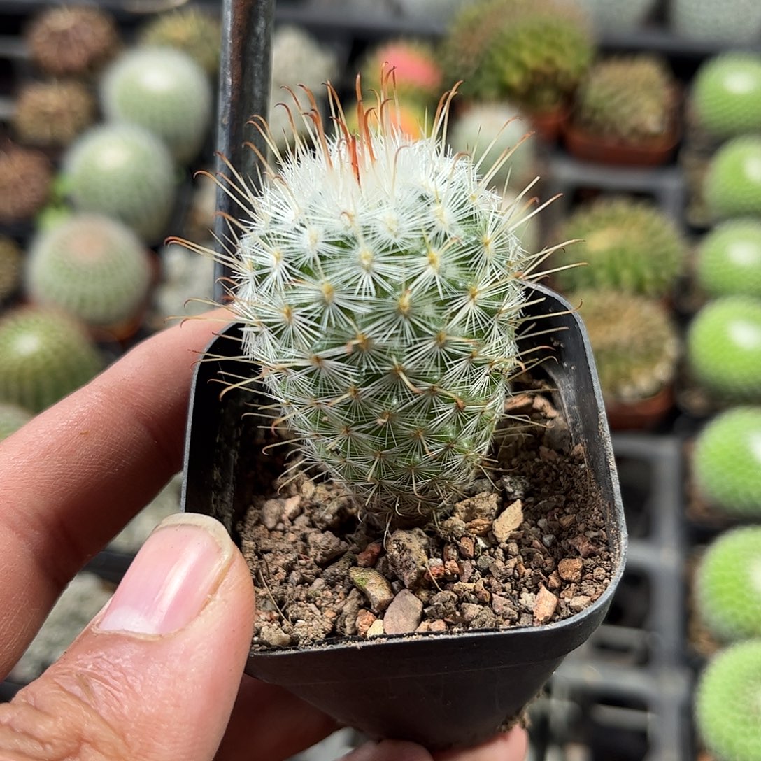 丰明丸单头发货单头发