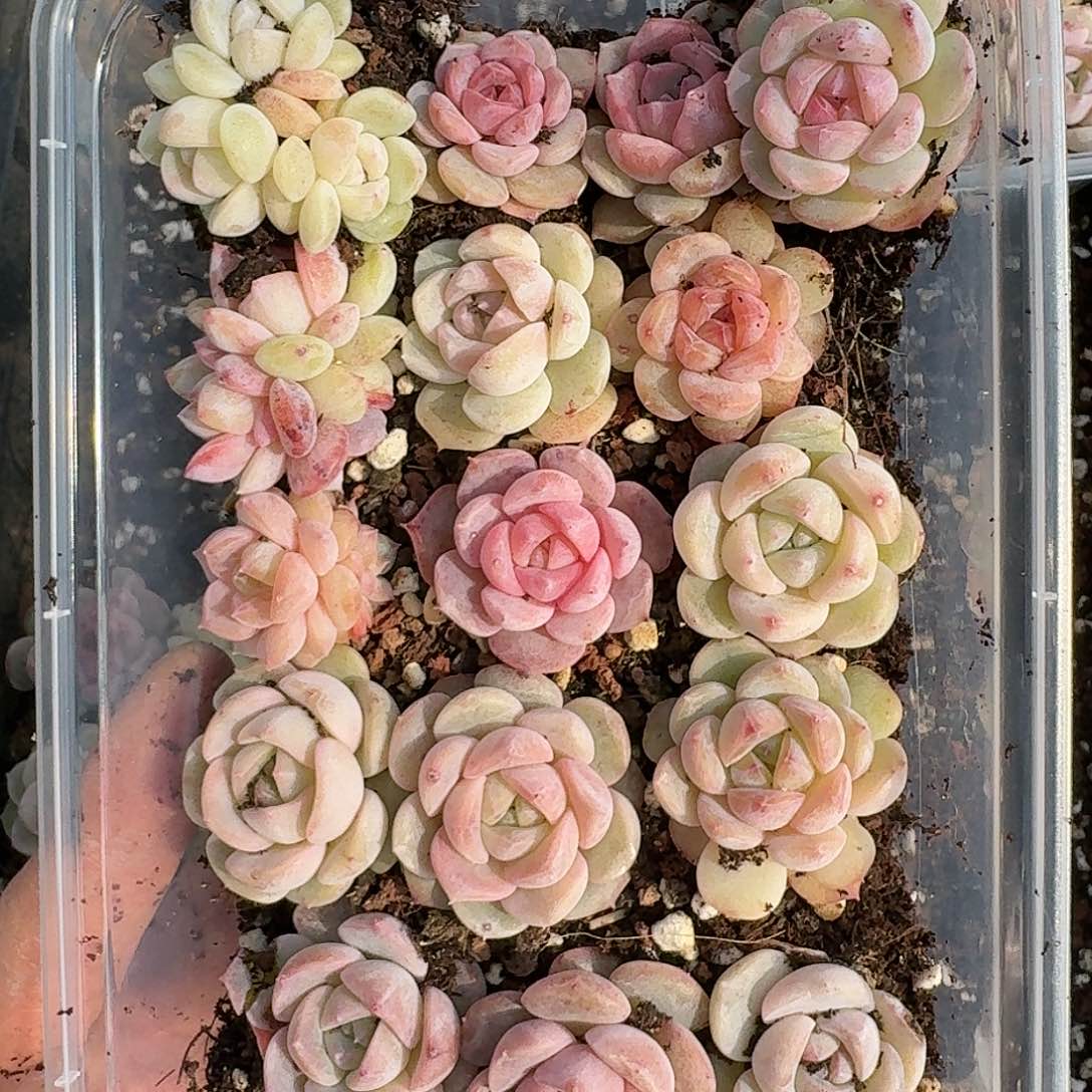 杂交新品珍妮多肉256