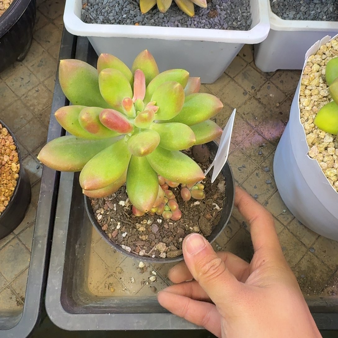 芒果奶9999999999999