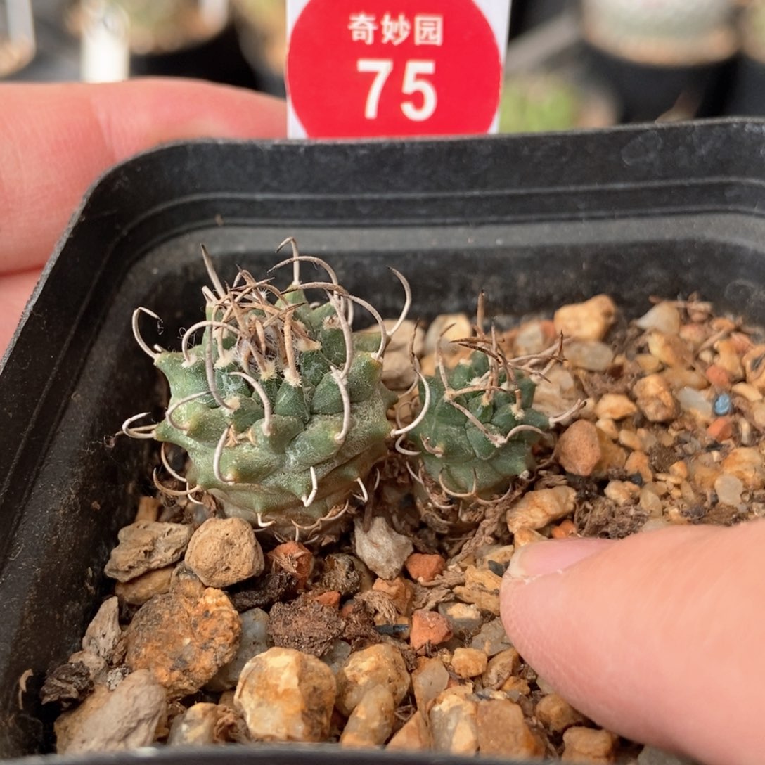 实生优选双头娇丽有雀斑