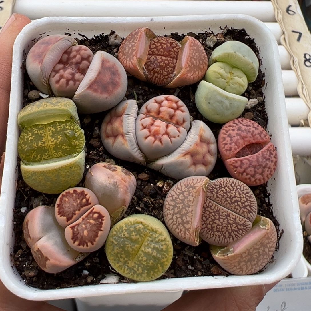 3.8好看的多肉脱土发货672