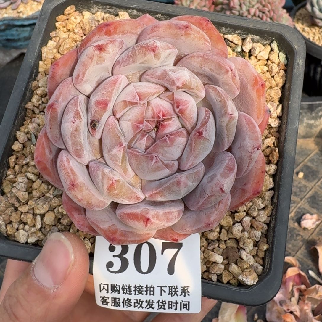 307星影单头8cm左右（满28包邮）