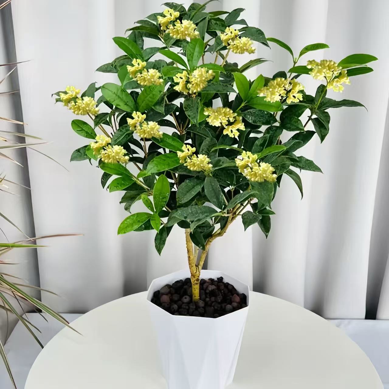 四季桂花树好养浓香型盆栽阳台庭院金桂花卉老桩室内易活