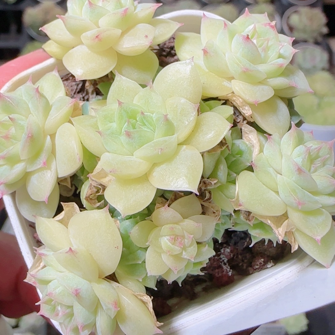 花语逸镜1028-442散