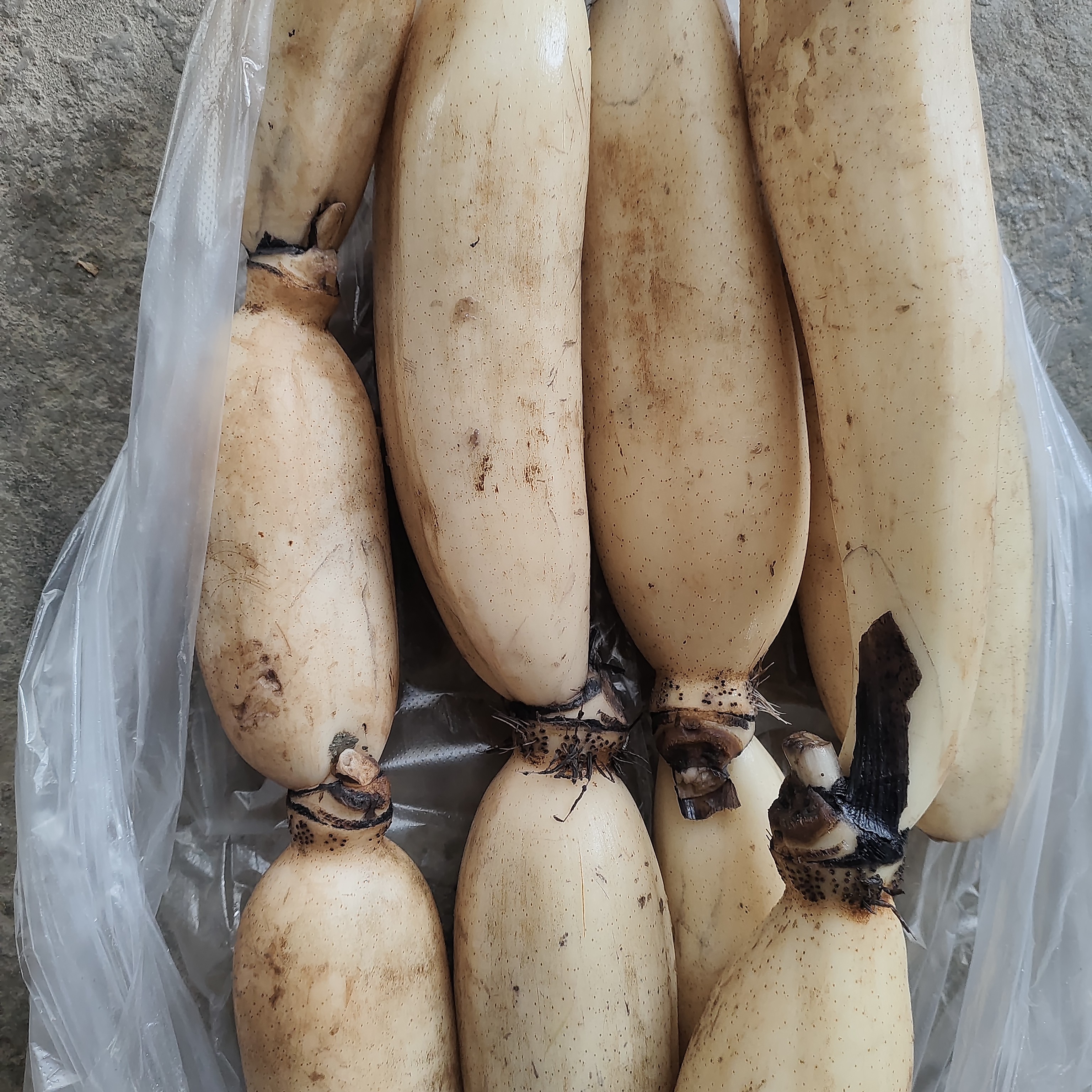 顺丰包邮石牌露天莲藕（脆甜）