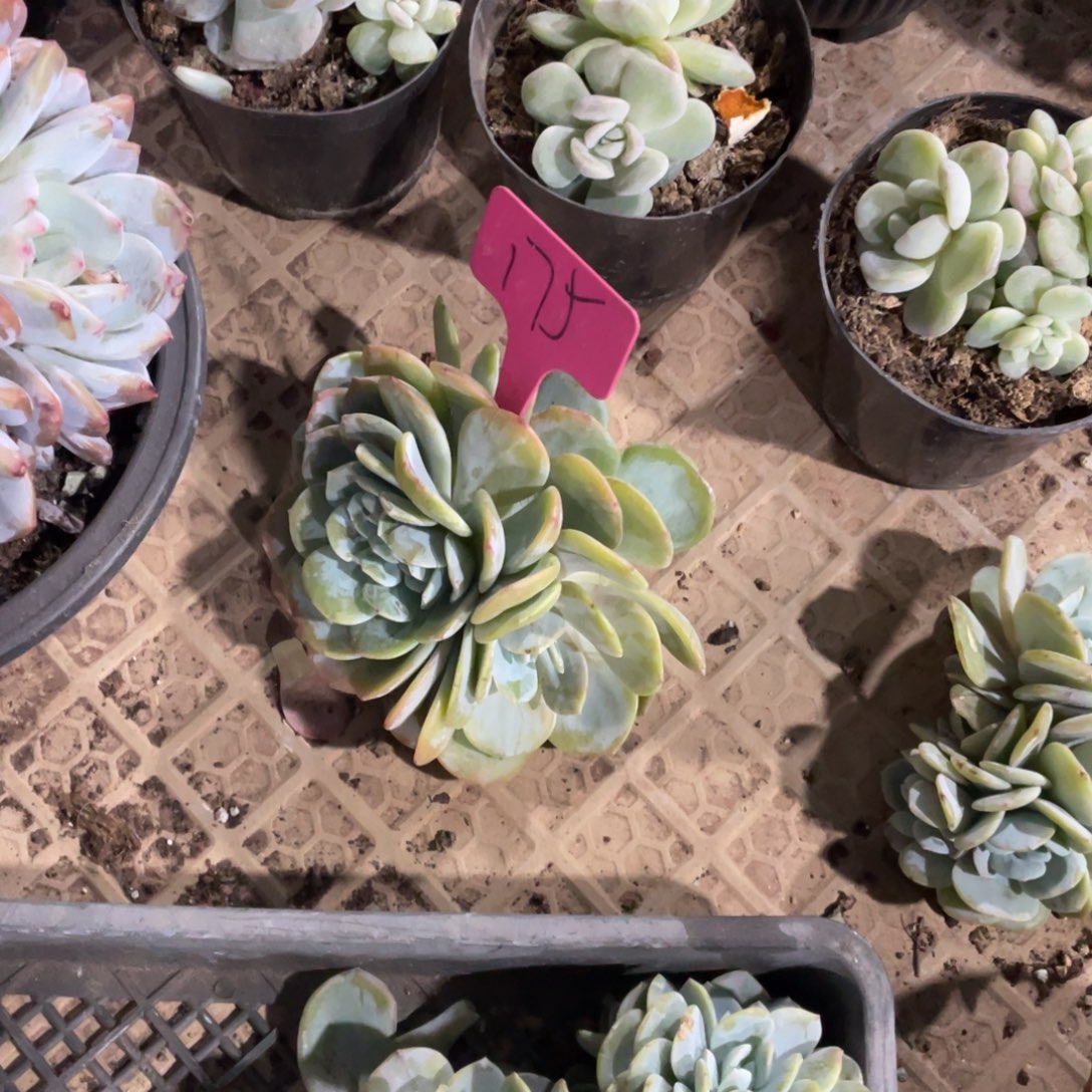 李***麻奶茶缀化多头群生175