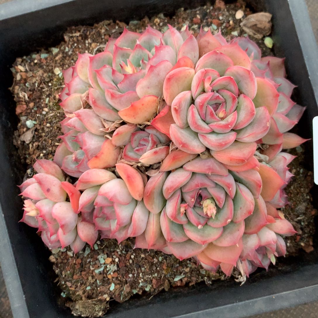 7844杂交精品基地13厘米