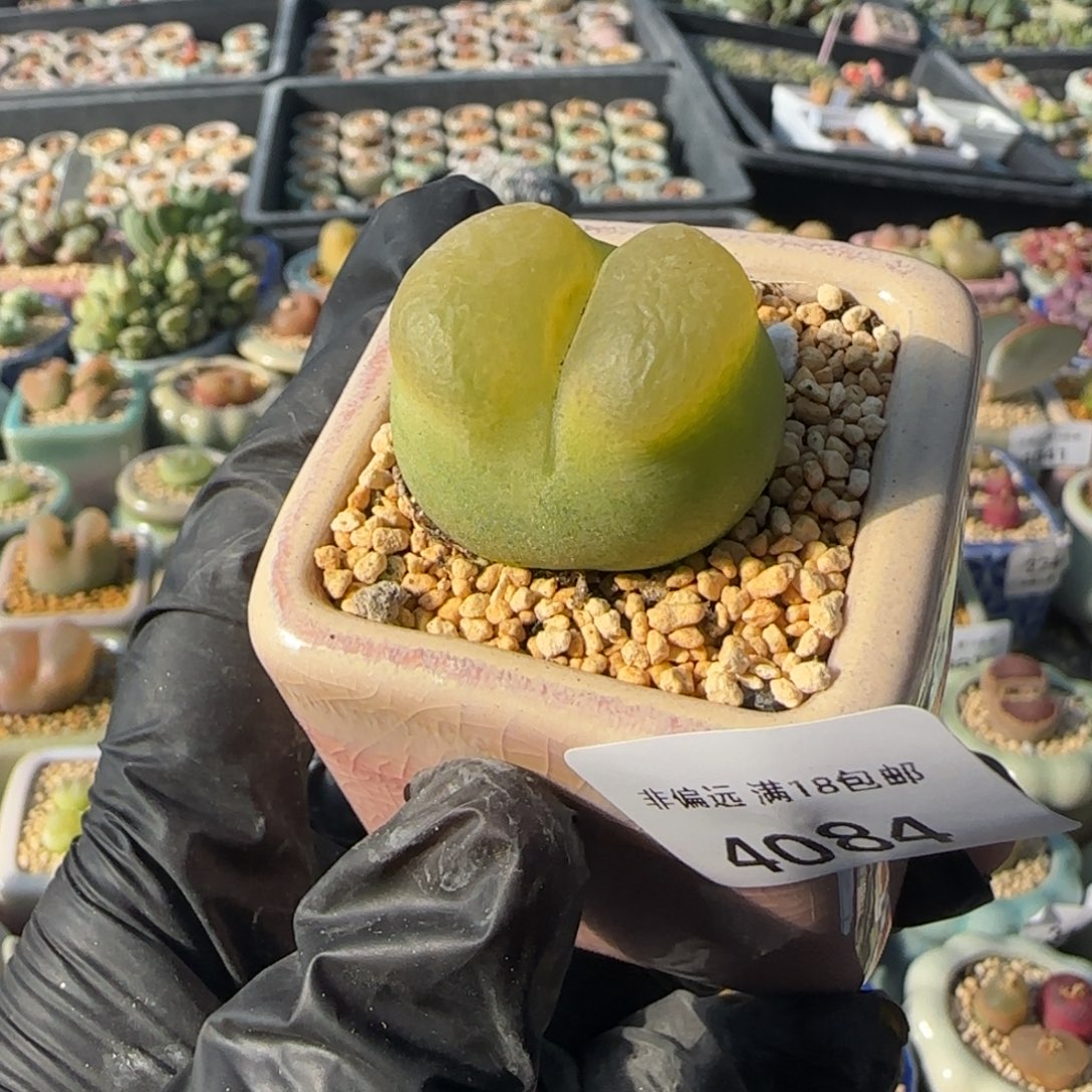 S***肉4084 -一物一拍 带盆