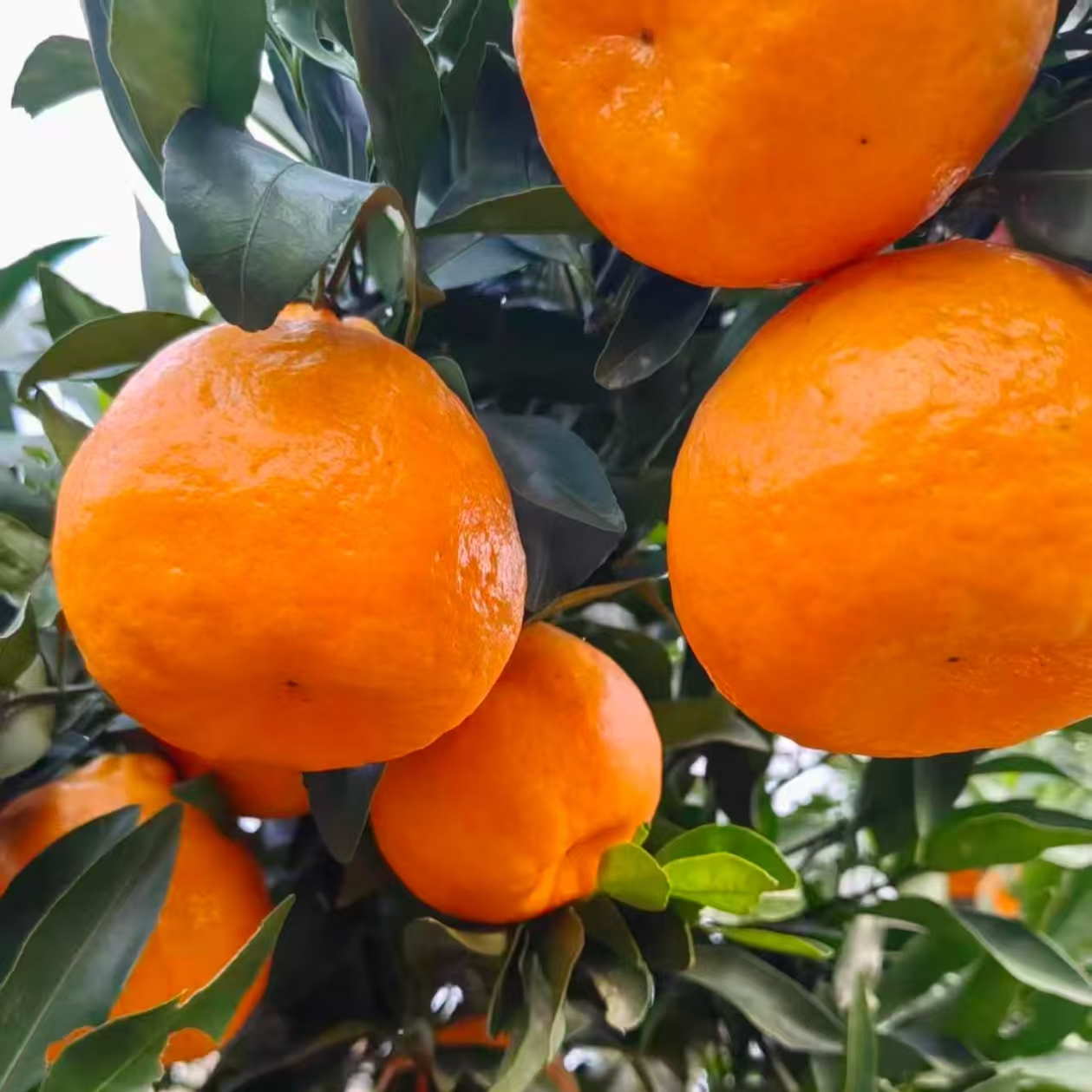 【椪柑 顺丰】紫阳老品种椪柑 脆甜多汁 现摘现发