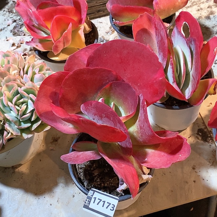 【闪购商品】唐印锦17173