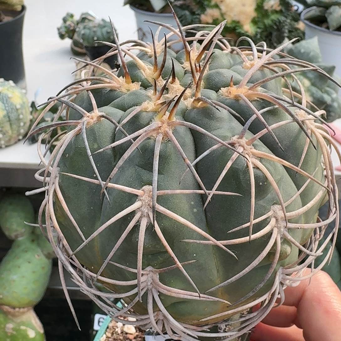 【闪购商品】无花朵敷刺天平大母本920