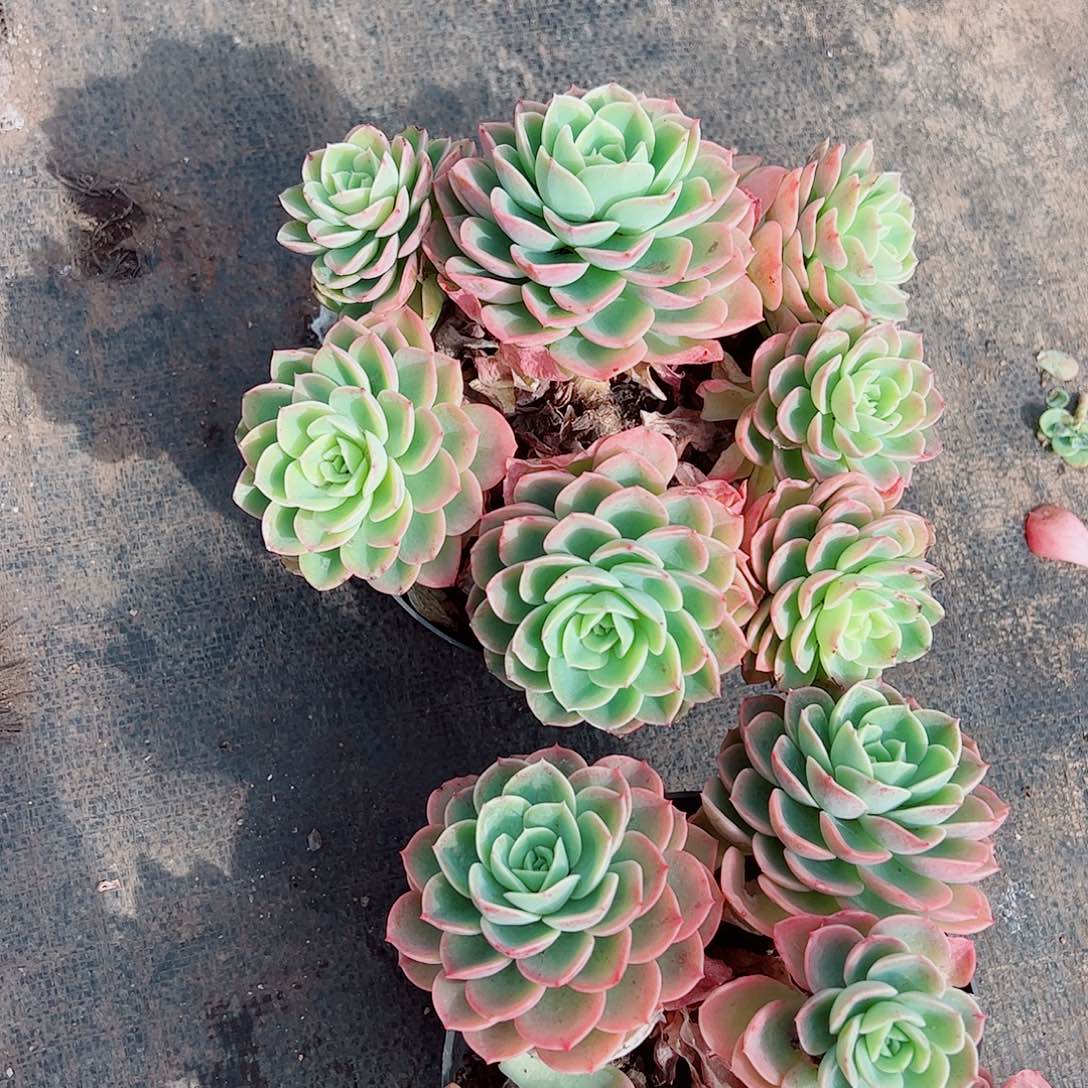 哈密瓜多头群生老桩特价