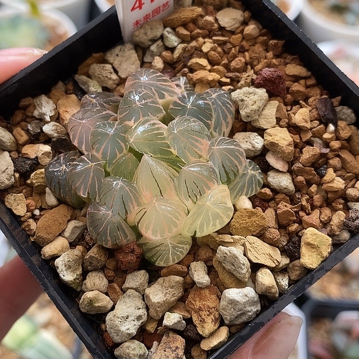 417湖斑霓虹灯玉露锦