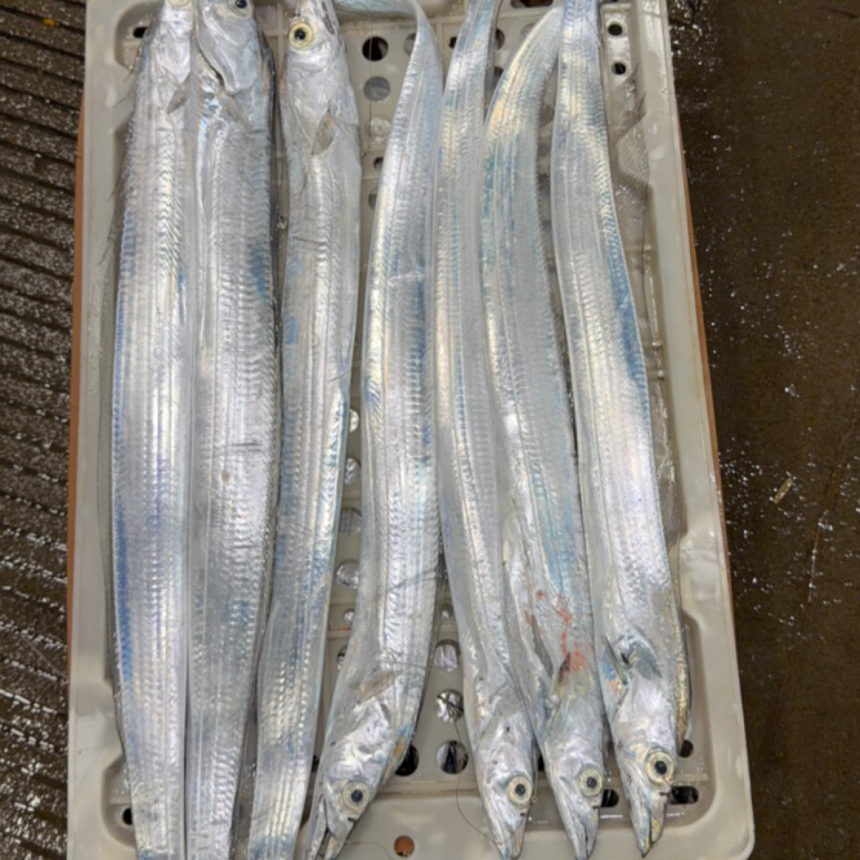 东海野生海钓带鱼，一条4-6两 净重4斤