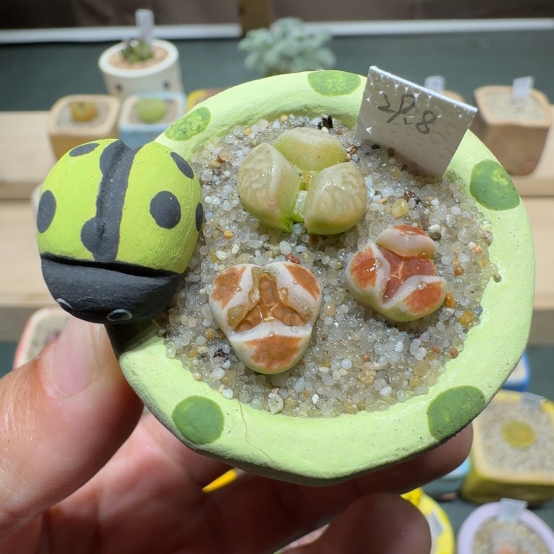 红陶蘑菇1093奔驰花