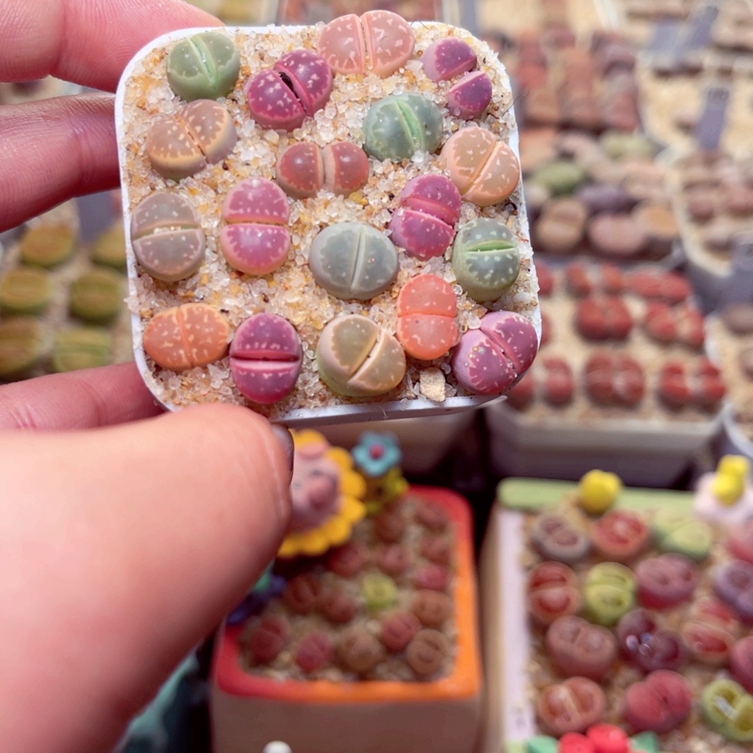 345号带盆包邮发货