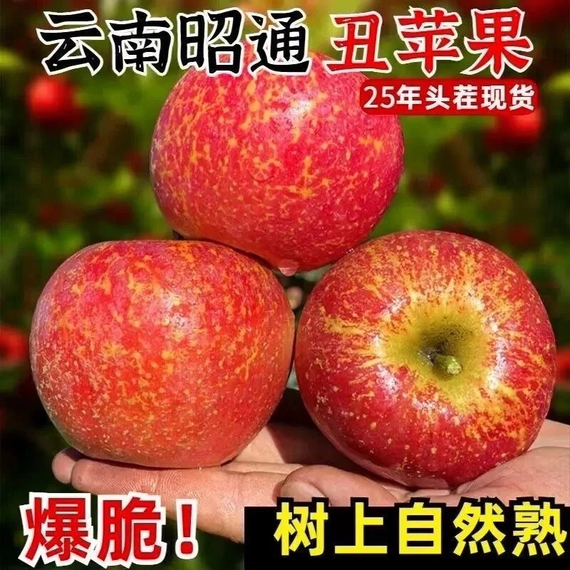 M【明日达】5斤云南昭通丑苹果脆甜多汁现采现摘新鲜应季水果（农产品地理标志产品）云南省