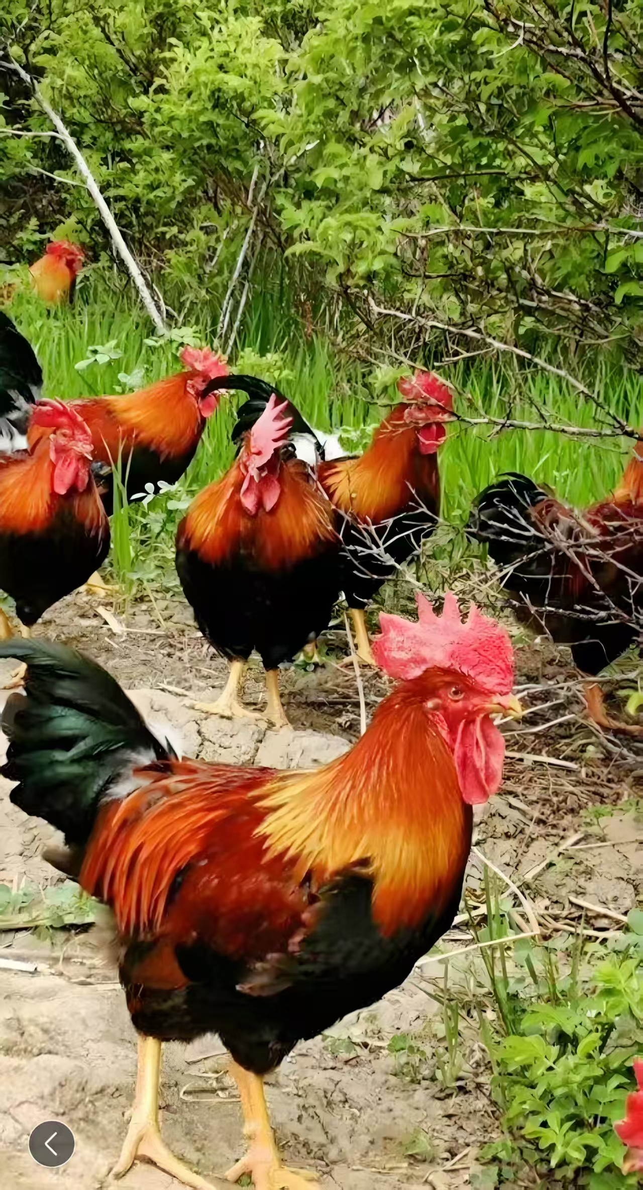 农家放养大公鸡新鲜现杀带脚蹬