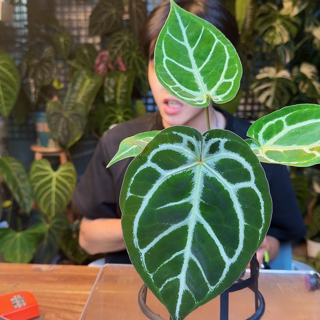 完全开放J91极致圆脸杂skg银