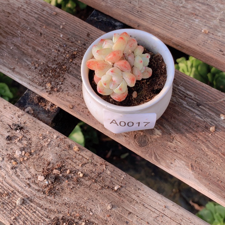 邪***猫闪购多肉1棵a0017