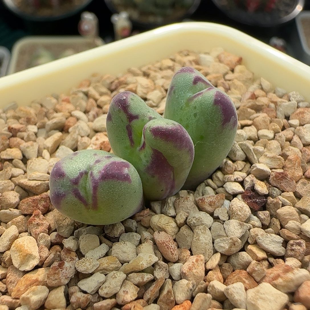 无花朵特选沙文杂交