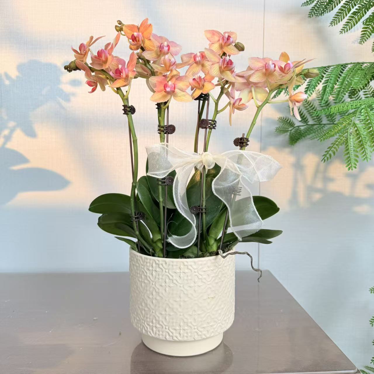 精选蝴蝶兰【锦鲤】黄紫色系蜡质花 室内花卉绿植 基地直发