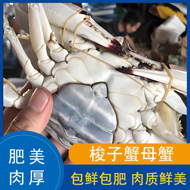 直播2-3两/只16只多送2只到手18只约5斤母蟹【冻蟹】不可整只蒸
