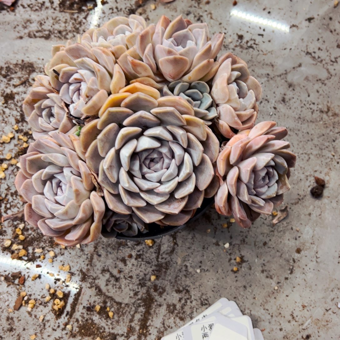 …***…多肉植物组合盆栽