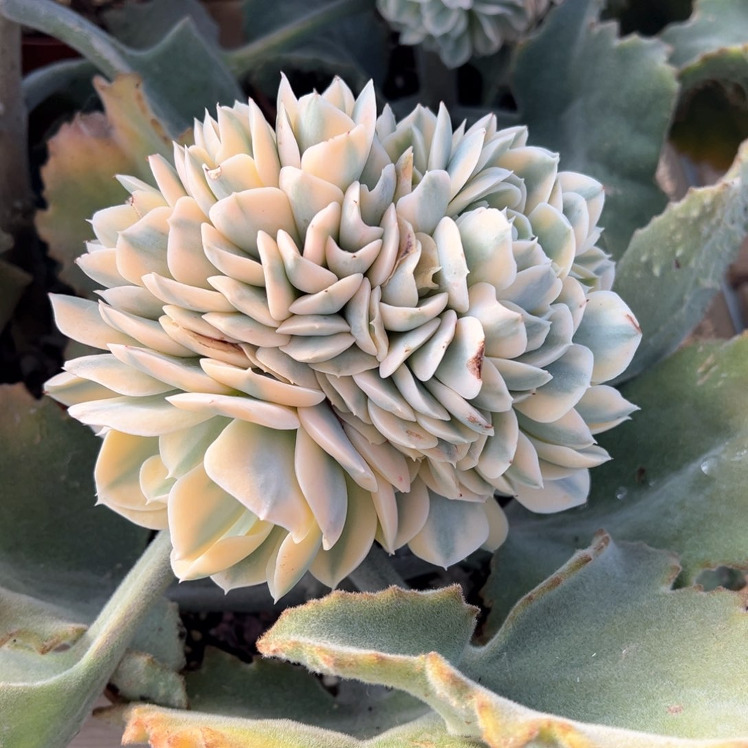 鲁氏石莲锦缀化多肉