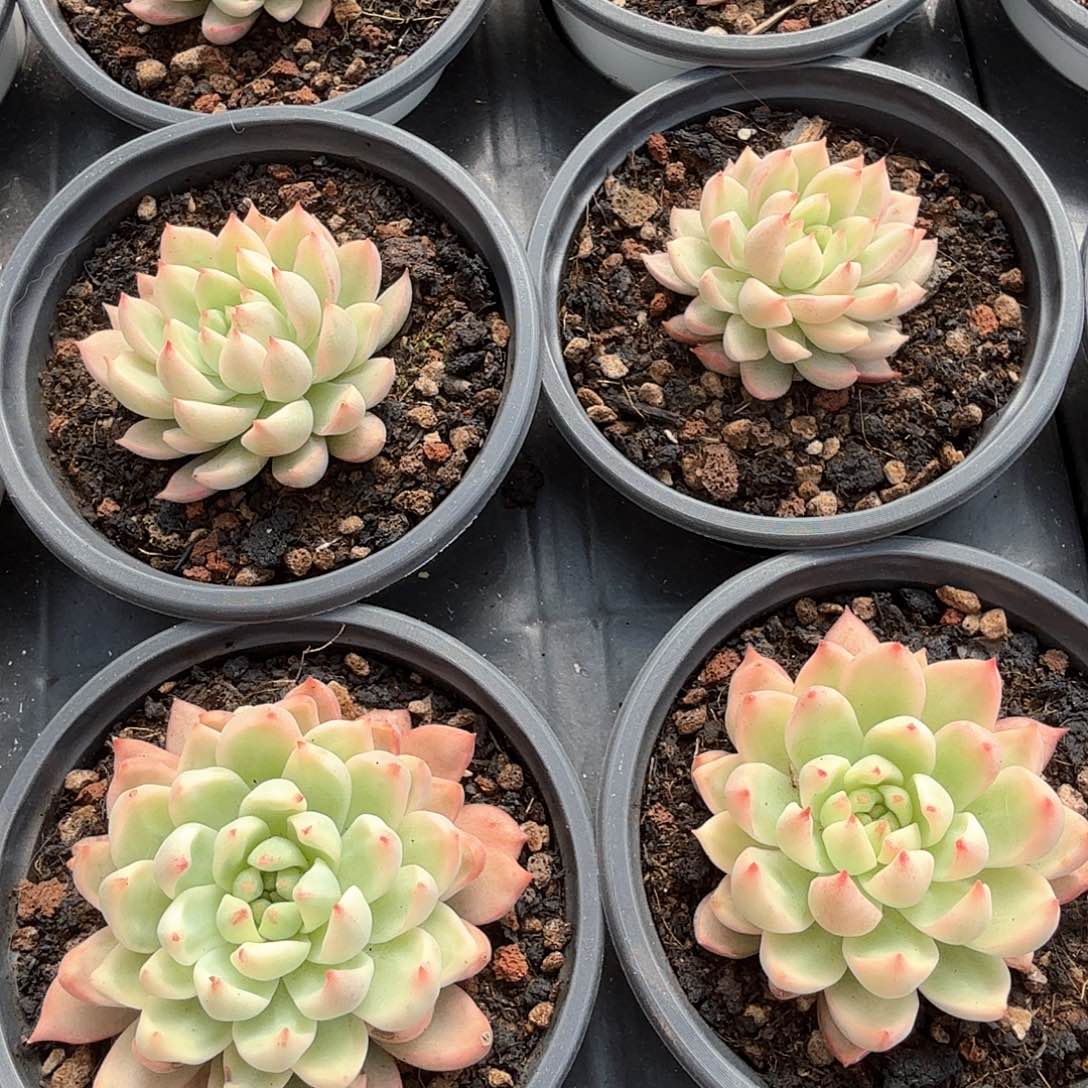 羞涩锦多肉锦多肉