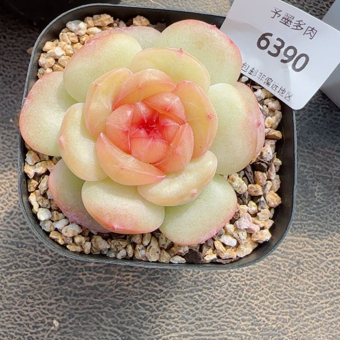 沉香珍妮，6390多肉