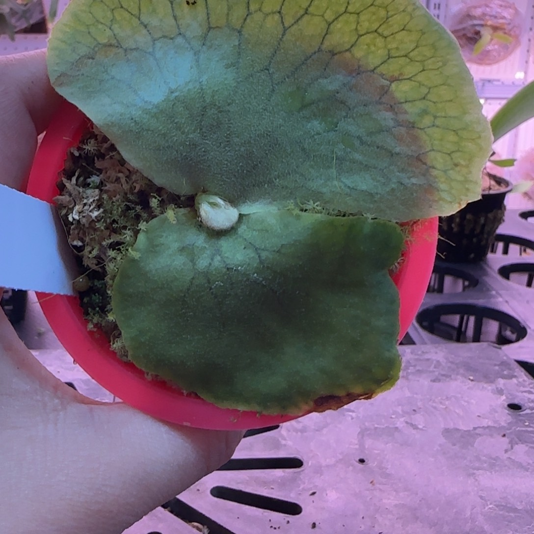 何其美鹿角蕨孢子苗