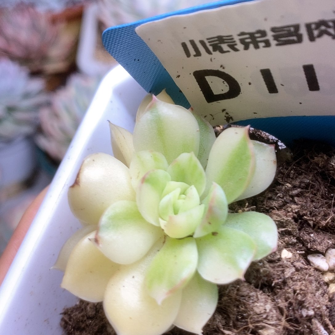 D111不知名杂锦锦锦锦