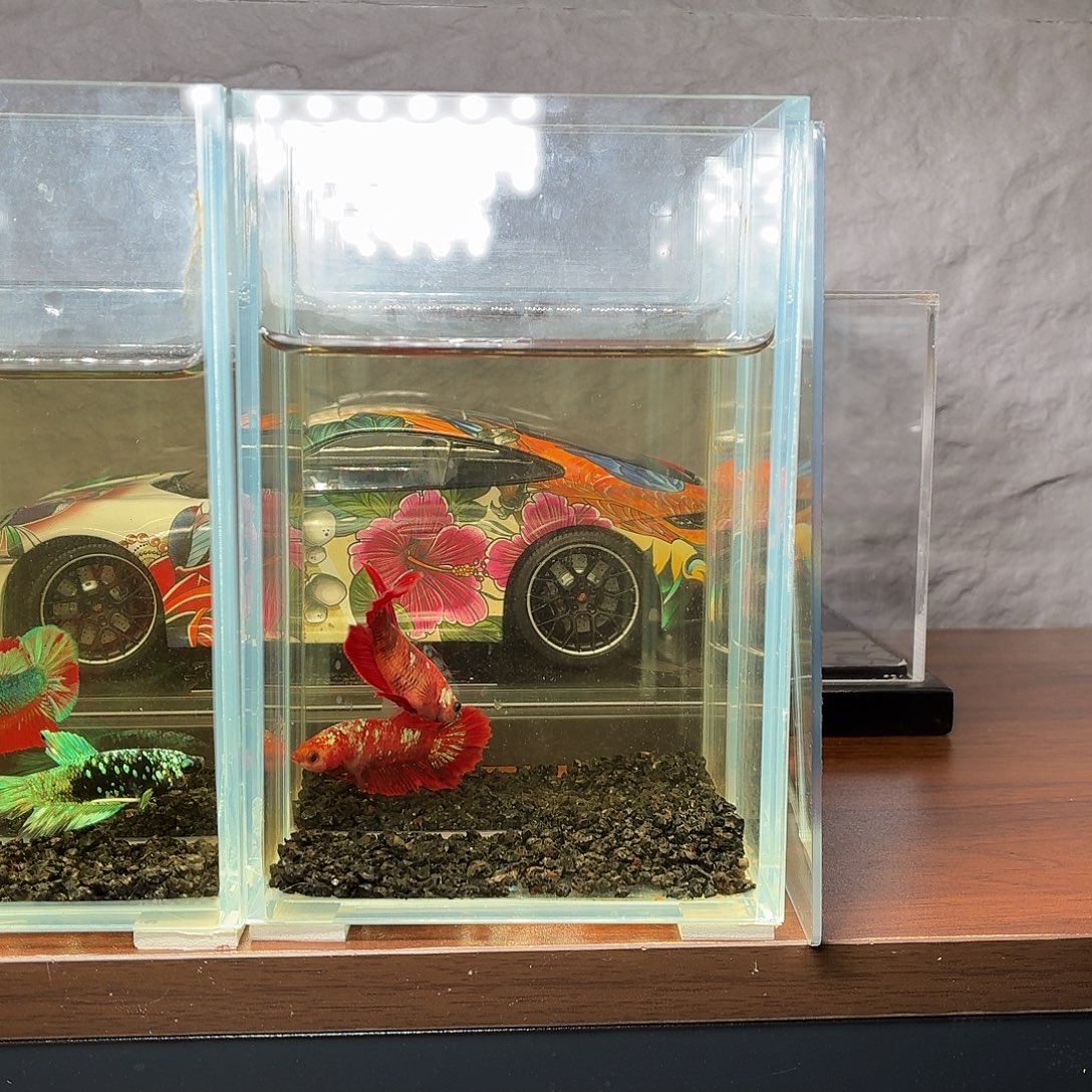 斗鱼彩金半月母鱼