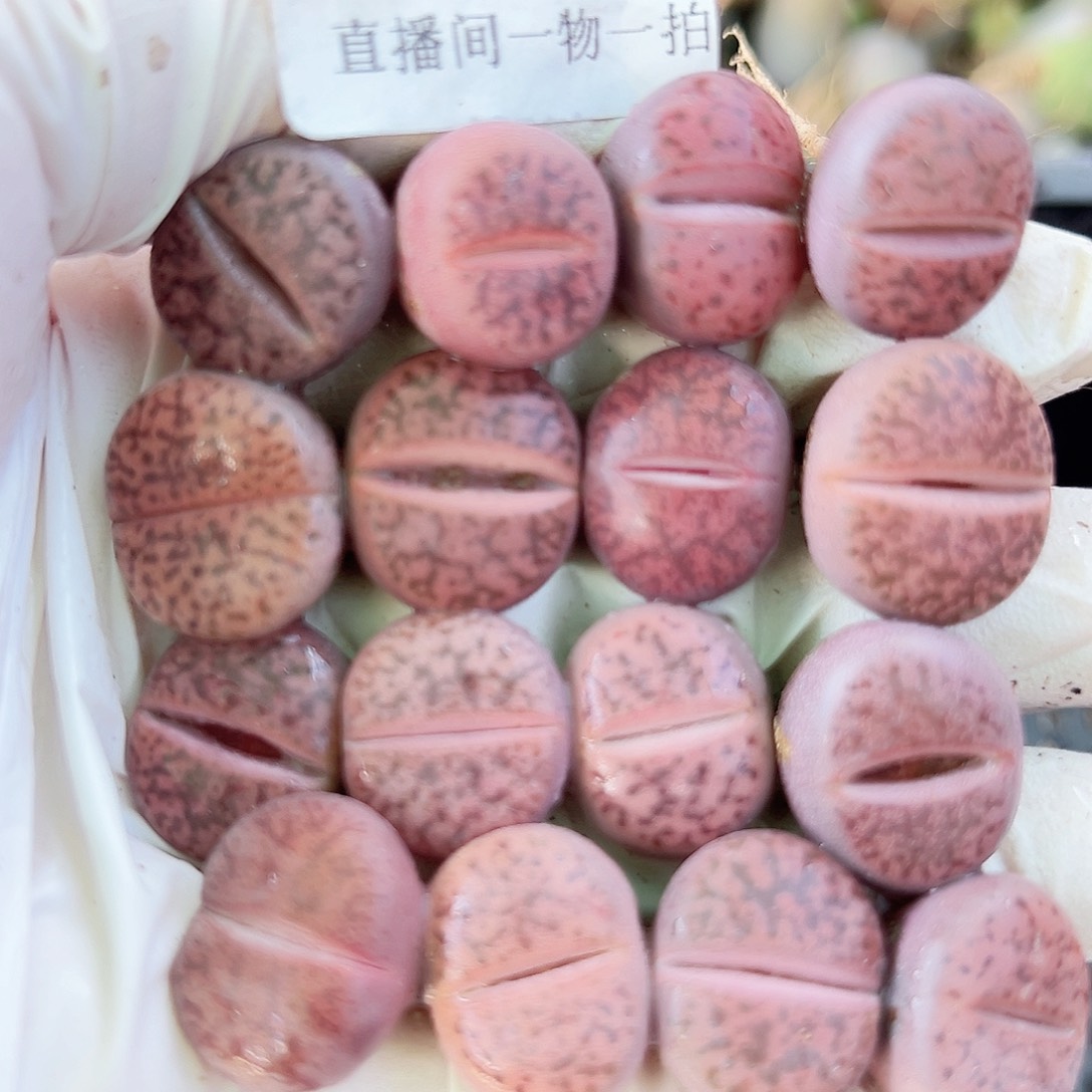 8730 好养易活生石花大母本16个1.6cm左右