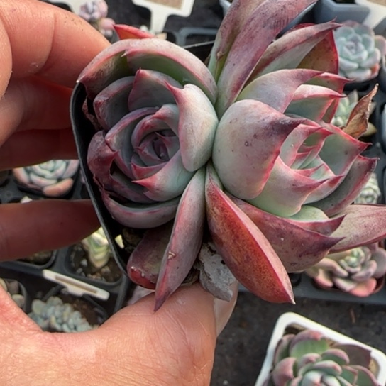 10惊鸿多肉植物多