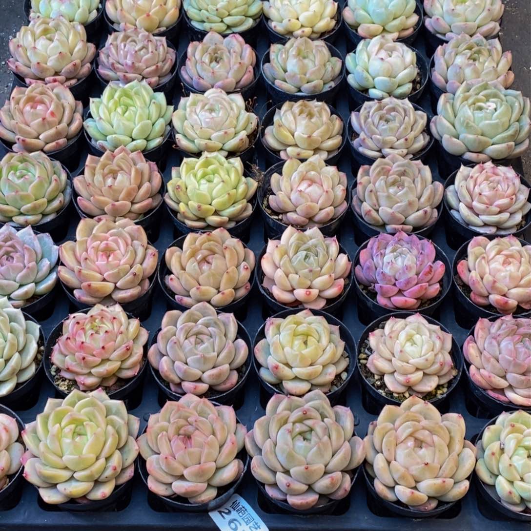 @***好261的人都在一起了，你