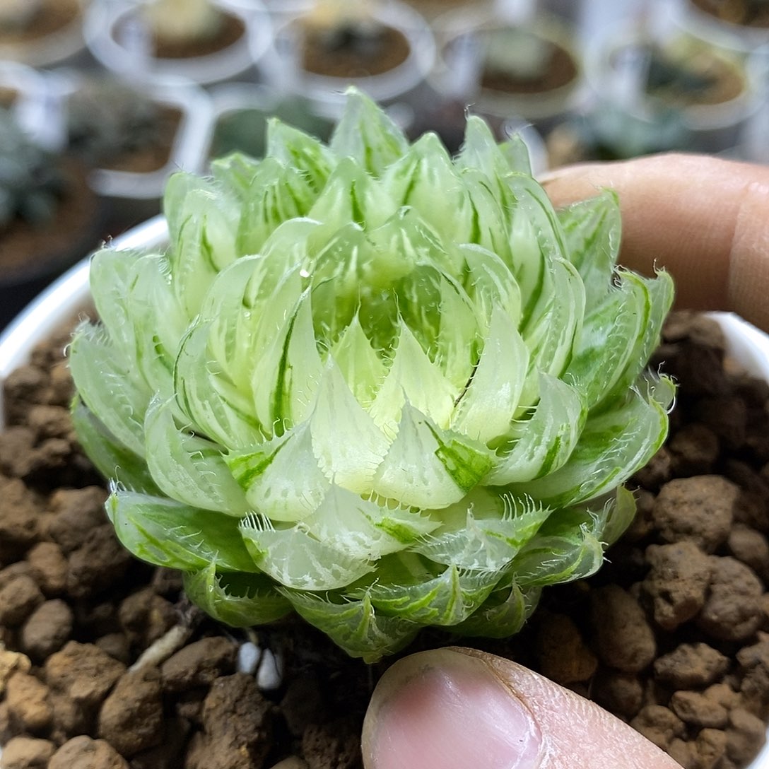 126樱水晶玉露锦十二